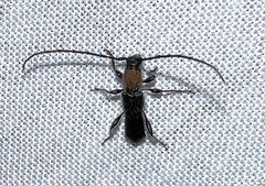 Molorchus bimaculatus corni