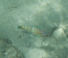 Thalassoma trilobatum