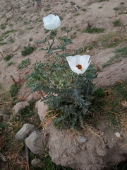 Argemone platyceras