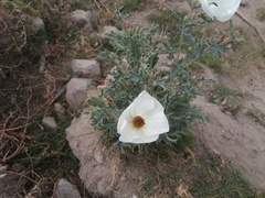 Argemone platyceras