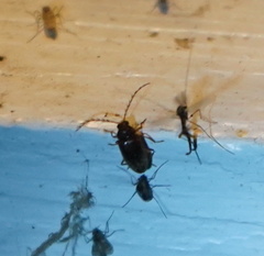 Ptilodactyla