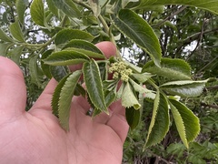 Sambucus cerulea