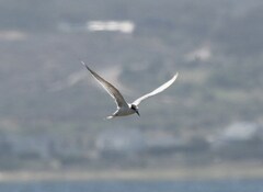 Sterna hirundo hirundo