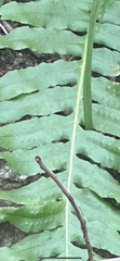 Polypodium californicum