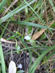 Lobelia anceps