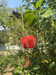 Hibiscus schizopetalus