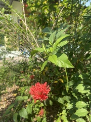 Hibiscus schizopetalus