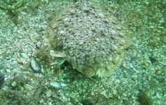Lepidopsetta bilineata