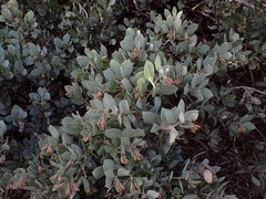 Arctostaphylos glandulosa