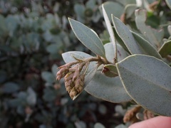 Arctostaphylos glandulosa