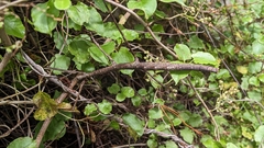 Argosarchus horridus
