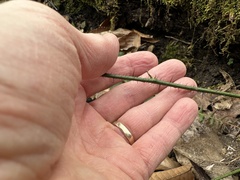 Smilax tamnoides