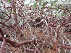 Arctostaphylos glandulosa