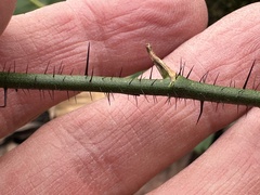 Smilax tamnoides