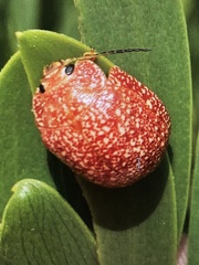 Paropsis variolosa