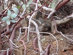 Arctostaphylos glandulosa