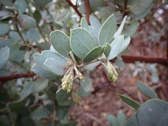Arctostaphylos glandulosa