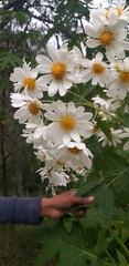 Montanoa grandiflora