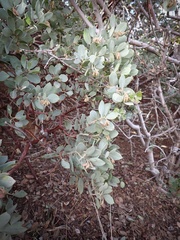 Arctostaphylos glandulosa