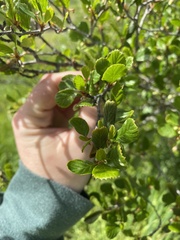 Cercocarpus minutiflorus