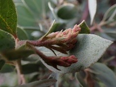 Arctostaphylos glandulosa