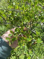 Cercocarpus minutiflorus