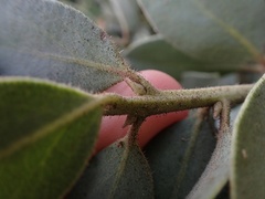 Arctostaphylos glandulosa