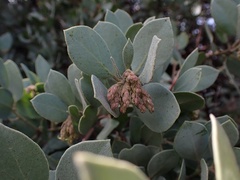 Arctostaphylos glandulosa