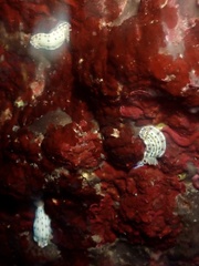 Hypselodoris bertschi