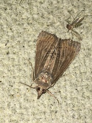 Hypena scabra