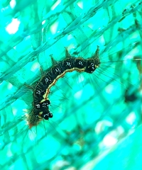 Orvasca subnotata