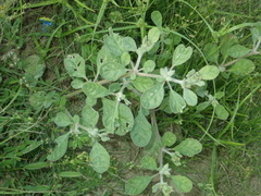 Glinus lotoides