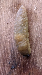 Pseudaneitea