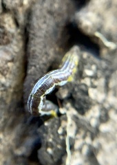 Chiasmia emersaria