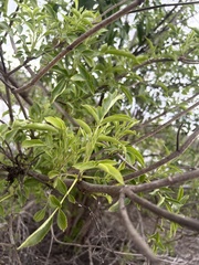 Sambucus cerulea