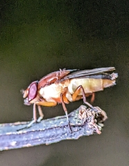 Tephritidae