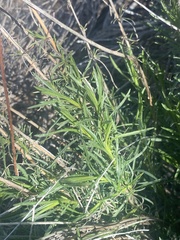 Gutierrezia californica