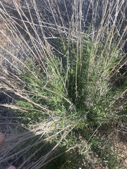 Gutierrezia californica