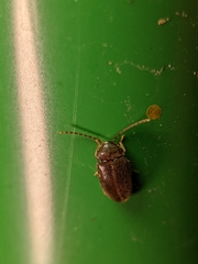 Ptilodactyla