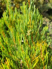 Strangea linearis