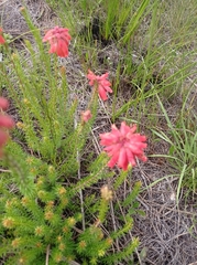 Erica cerinthoides