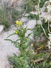 Caulanthus lasiophyllus