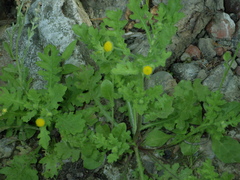 Grangea maderaspatana