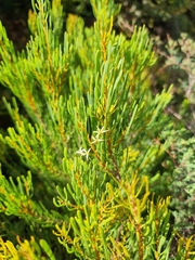 Strangea linearis