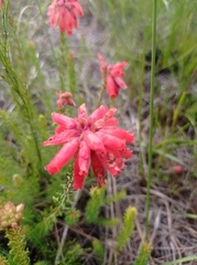 Erica cerinthoides