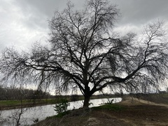 Quercus lobata