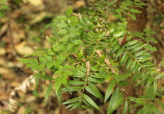 Araucaria bidwillii