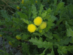 Grangea maderaspatana