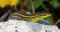 Ophisops elegans basoglui