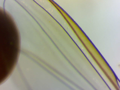 Episyrphus balteatus